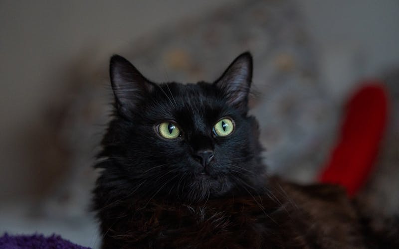 an image of a black cat with green eyes